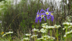 Leucocoryne coquimbensis