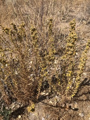 Deinandra mohavensis