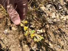 Deinandra mohavensis