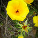 Balbisia peduncularis - Photo (c) Nico, algunos derechos reservados (CC BY-NC), subido por Nico