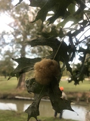 Callirhytis infuscata
