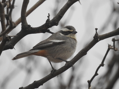 Microspingus torquatus