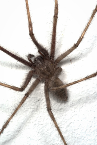 Cardinal Spider