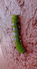 Lepidoptera