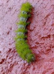 Lepidoptera