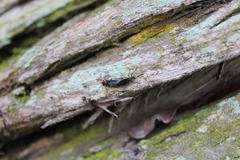 Plecia ruficollis