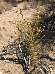 Deinandra mohavensis