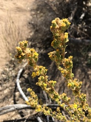Deinandra mohavensis