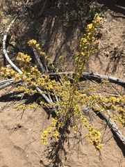 Deinandra mohavensis
