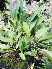 Stelis platystylis