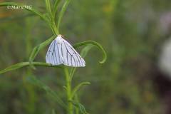 Neuromelia selectata