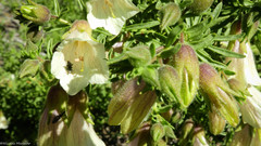 Lycium bridgesii