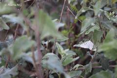 Neuromelia selectata