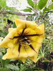 Solandra