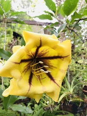 Solandra