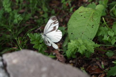 Pieris melete