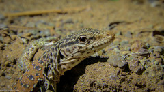 Callopistes maculatus