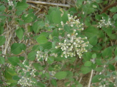 Salpianthus arenarius