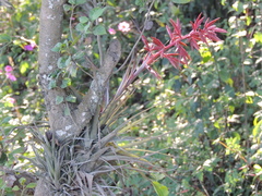Tillandsia gymnobotrya