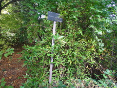 Berberis sargentiana