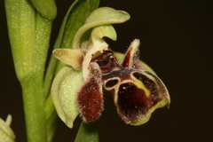 Ophrys umbilicata