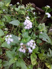 Ageratum conyzoides