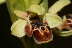 Ophrys umbilicata