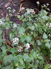 Ageratum conyzoides
