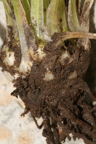 Olympic Quillwort (Isoetes olympica)
