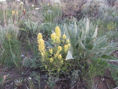 Castilleja flava var. flava