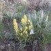 Castilleja flava flava - Photo no rights reserved, uploaded by Andy Kleinhesselink