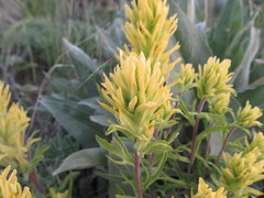 Castilleja flava flava