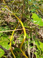 Pseudovanilla foliata