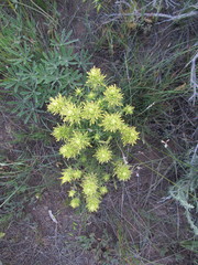 Castilleja flava flava