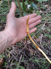 Pseudovanilla foliata