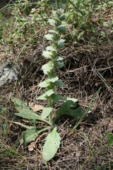 Ajuga orientalis