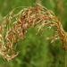 Siberian False Oats - Photo (c) Natalya, some rights reserved (CC BY), uploaded by Natalya