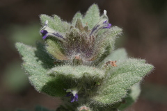Ajuga orientalis