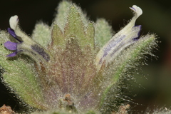Ajuga orientalis