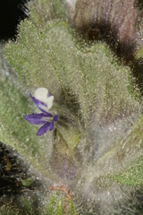 Ajuga orientalis