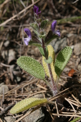 Ajuga orientalis