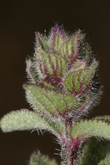 Ajuga orientalis