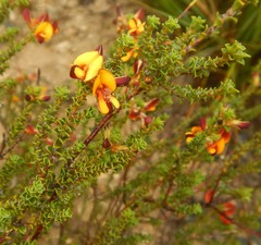 Pultenaea densifolia