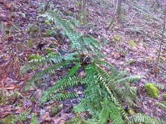 Polystichum × luerssenii