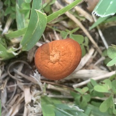 Marasmius elegans