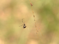 Argyrodes rainbowi