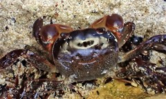 Cyclograpsus audouinii