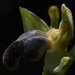 Ophrys fusca cinereophila - Photo (c) Errol Véla, some rights reserved (CC BY-NC), uploaded by Errol Véla