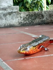 Diploglossus monotropis