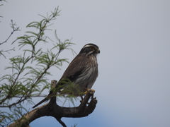 Spiziapteryx circumcincta